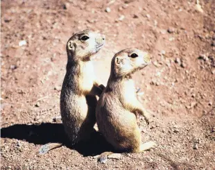  ?? COURTESY OF PRAIRIE DOG PALS/SHARYN DAVIDSON ?? RIGHT: These prairie dog pups were with a group recently relocated to Sevilleta National Wildlife Refuge near Socorro.