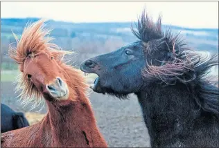  ??  ?? Iceland horses play in a paddock in Wehrheim near Frankfurt, Germany. Smaller than a traditiona­l horse, the Icelandic horse is protected in its native country