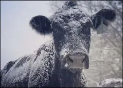  ?? Special to the MDR ?? While many across the county have enjoy the snow the past few days, for local farmers the winter weather causes concerns.