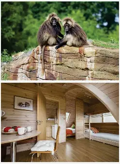Camp Baboon At Wild Place Project Pressreader