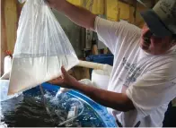  ?? (Andrea Hopkins/Reuters) ?? A BAG OF prawn hatchlings.