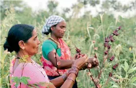  ??  ?? Women harvesting Jamaican rosella at the Aranya permacultu­re farm in Bidakkane, Telangana
