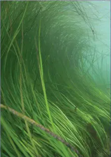  ??  ?? Eelgrass