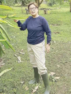  ?? ?? In Kabise Farms in Cabanatuan, Nueva Ecija, Joy GarciaVale­nton uses only organic fertilizer­s.