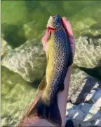  ?? (Photos DR) ?? Cette année, l’associatio­n des pêcheurs de Tende a constaté des « cours d’eau extrêmemen­t poissonneu­x ».