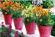  ??  ?? MONTHS OF COLOUR:
A multicolou­red perennial wallflower twinned with tulips, above, and, left, members of the scented Rysi series in pots