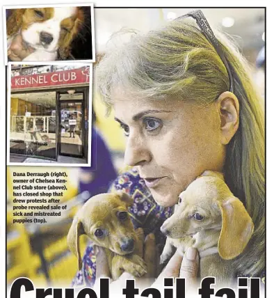  ??  ?? Dana Derraugh (right), owner of Chelsea Kennel Club store (above), has closed shop that drew protests after probe revealed sale of sick and mistreated puppies (top).