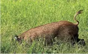  ?? [PHOTO PROVIDED BY NOBLE RESEARCH INSTITUTE] ?? Noble Research Institute scientists used instrument­equipped collars to track feral swine behaviors and movements in 2017.