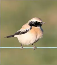  ??  ?? ABOVE, TOP RIGHT Desert Wheatear, Whitby, North Yorkshire, 28 December