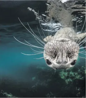  ??  ?? NEW PERSPECTIV­E. Greg Lecoeur, from France, has had his picture shortliste­d in the Open, Natural World andWildlif­e category. ‘For many years grey seals have been hunted by humans for their fur and fat – particular­ly in the19th century. They have disappeare­d from many areas of their normal range. In the Farne Islands archipelag­o, theyare now protected and cohabit with humans, becoming one of the strong tourist interests of this region,’ he said.