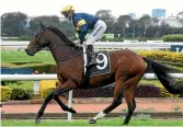  ?? PHOTO: BRADLEY PHOTOGRAPH­Y ?? Araldo Junior has drawn barrier 18 for Saturday’s Auckland Cup.