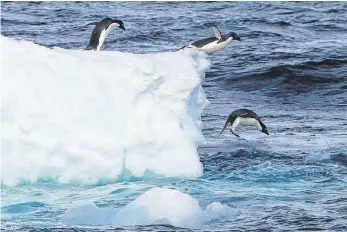  ?? FOTO: DPA ?? Adelie-Pinguine in der westlichen Antarktis: Das Eis schmilzt schneller als erwartet.