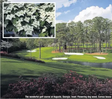  ??  ?? The wonderful golf course at Augusta, Georgia. Inset: Flowering dog wood, Cornus kousa