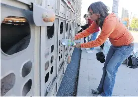 ??  ?? Animal rights activist Anita Krajnc gives water to hogs in a truck.