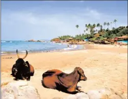  ?? KATHERINE RODEGHIER/CHICAGO TRIBUNE ?? Cows share the sand with sunbathers on Vagator beach in Goa. Revered by Hindus, they cannot be harmed and move around at will.