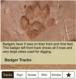  ??  ?? Turns out it’s not a Bigfoot after all… Identify local fauna with iTrack Wildlife.