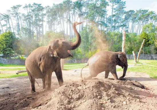  ?? Photos / Grace Watson, Dean Purcell ?? Elephants Anjalee (left) and Burma cool off with a dust bath at Auckland Zoo. Below: Zoo director Kevin Buley yesterday informed his staff that the zoo will no longer be able to keep the elephants.