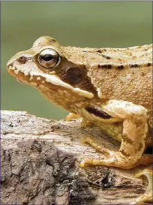  ??  ?? Frogs have emerged and are congregati­ng at traditiona­l breeding ponds.