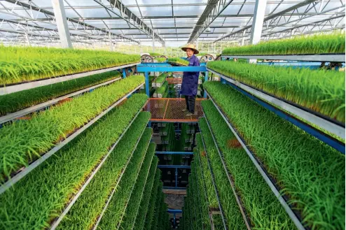  ??  ?? 12 de abril de 2020. Un hombre trabaja en un centro de cultivo inteligent­e de arroz en el poblado de Laoqiao, provincia de Jiangxi.