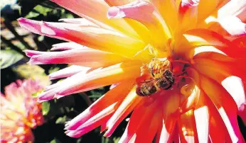  ?? DEAN FOSDICK ?? Dahlias are beautiful but they are also very attractive to bees. When planting around your pool it’s best not to attract pollinator­s, says Tim Moloney, an instructor in landscape design at the University of Missouri. Some colourful options are...