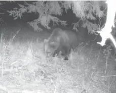  ?? FOTO: PRIVAT/DPA ?? Eine Wildtierka­mera hat im Mai im Landkreis Garmisch-partenkirc­hen einen Braunbären aufgenomme­n.