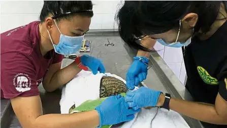  ??  ?? Nature warrior: Elisa (left) helping to treat a pangolin.