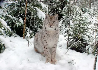  ?? Bild: BORÅS DJURPARK ?? STOR KATT. Lodjuret har en kort kropp med långa ben, kroppsläng­den är omkring 70–115 centimeter och mankhöjden cirka 60–70 centimeter.