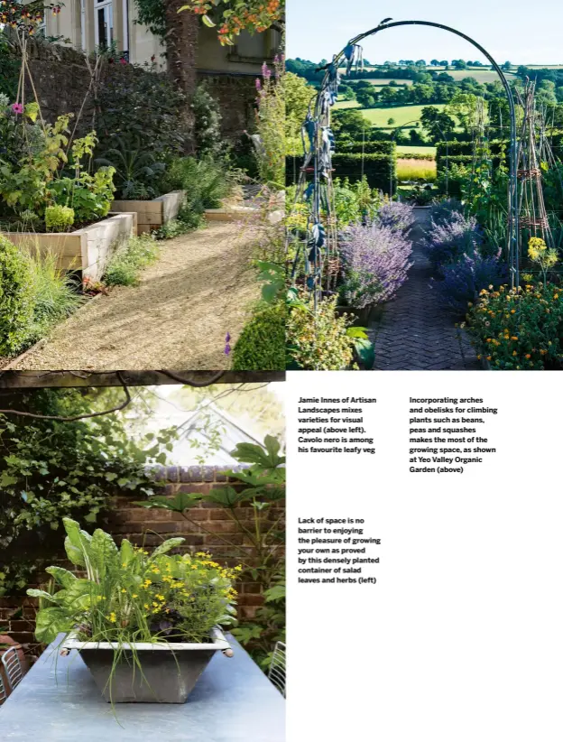  ??  ?? Jamie Innes of Artisan Landscapes mixes varieties for visual appeal (above left). Cavolo nero is among his favourite leafy veg
Lack of space is no barrier to enjoying the pleasure of growing your own as proved by this densely planted container of salad leaves and herbs (left)
Incorporat­ing arches and obelisks for climbing plants such as beans, peas and squashes makes the most of the growing space, as shown at Yeo Valley Organic Garden (above)