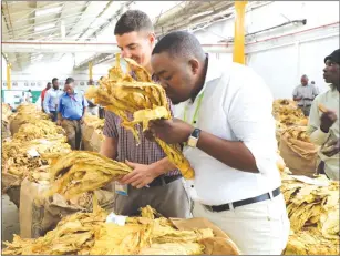  ??  ?? SMELLING . . . Buyers bid for the golden leaf at Tobacco Sales Floor in Harare yesterday. Tobacco has contribute­d GOLD is the country’s second largest foreign currency earner after gold. — (Picture by Memory Mangombe)