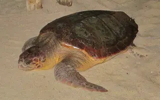  ??  ?? Federica, la tartaruga caretta caretta avvistata all’Elba (Foto Legambient­e Arcipelago Toscano) e, a lato, un suo uovo nella sabbia