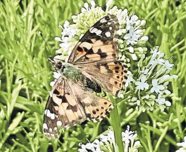  ?? Ute Woltron ?? nd
Überall, wo ein Stückchen Wiese den Rasen ersetzen darf, wächst die Schmetterl­ingspopula­tion wieder.