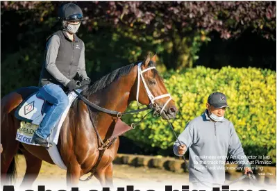  ?? USA /TNS ?? Preakness entry Art Collector is led to the track for a workout at Pimlico Racetrack Wednesday morning