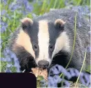  ??  ?? VISITOR A badger