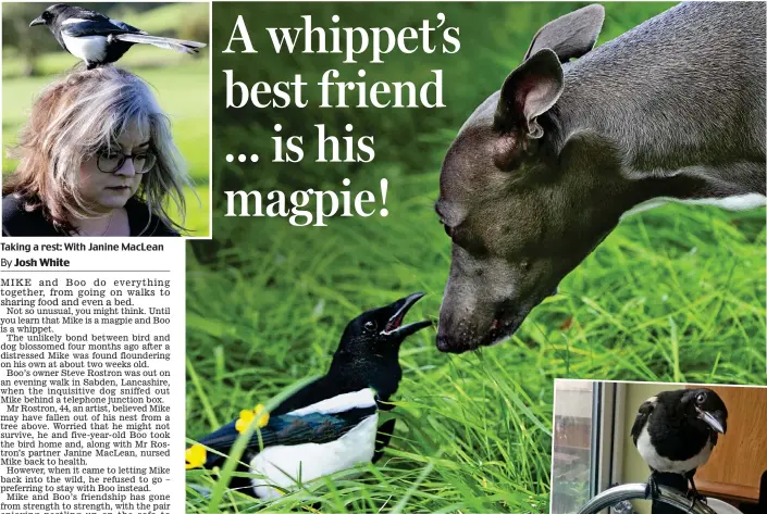  ??  ?? Two for joy: Mike the magpie and Boo the whippet on a trip to the park