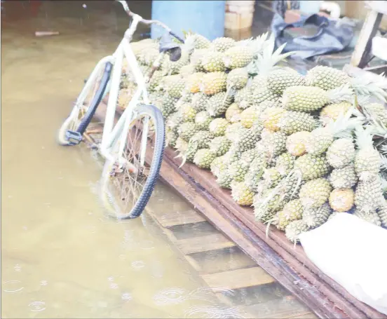  ??  ?? Some of Rajpaul Haimraj’s pineapples that had to be elevated to prevent them from being contaminat­ed with floodwater