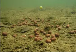  ??  ?? ABOVE: Boilies tend to fall in a very tight group. If you want to spread them around, put fewer in and cast more… or use a catapult.