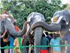  ??  ?? Temple elephants bond well in the camp inaugurate­d in Thekkampat­ty on Monday