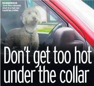  ??  ?? DANGEROUS Just five minutes shut in a hot car could be a killer