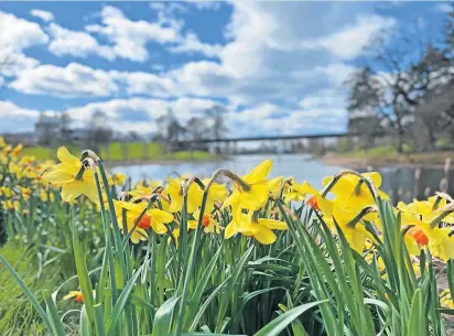  ?? ?? Colour
Daffodils on the banks of Airthrey Loch by Lorna Donaldson