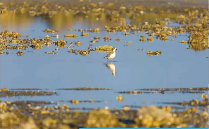  ??  ?? KUWAIT: A bird looking for food during a low tide at a beach in Doha. —KUNA photo