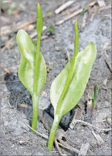  ?? [JIM MCCORMAC/FOR THE DISPATCH] ?? A pair of Northern adder’s-tongue ferns