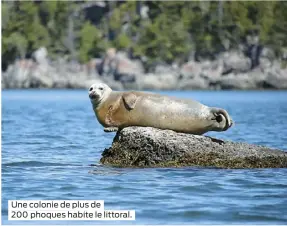  ??  ?? Une colonie de plus de 200 phoques habite le littoral.