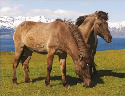  ??  ?? With no new horses allowed in for 1,000 years, the Icelandic horse has maintained its distinctiv­e characteri­stics.