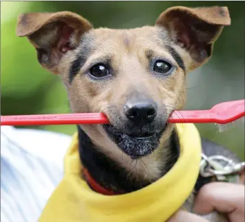  ??  ?? Do you brush your pets’ teeth regularly?