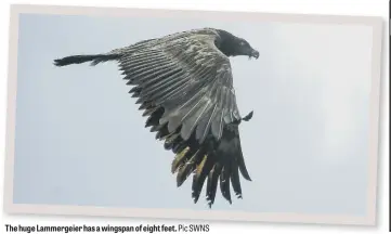  ?? Pic SWNS ?? The huge Lammergeie­r has a wingspan of eight feet.