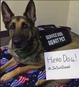  ??  ?? Hero dog: A fellow service animal