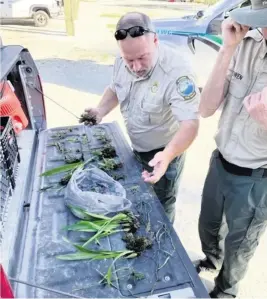  ?? Courtesy of Florida Fish and Wildlife Conservati­on Commission ?? Florida Fish and Wildlife Conservati­on officers examine a haul of rare protected orchids poached from Southwest Florida swamps in October, including one ghost orchid.