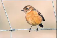  ??  ?? A European Stonechat at Campbeltow­n Airport.