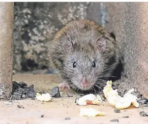  ?? FOTO: SVENJA HANUSCH ?? Die Anwohner des Hövelmanns­kath klagen seit Jahren über Ratten. Dieses Tier allerdings wurde nicht in Voerde aufgenomme­n – es handelt sich um ein Symbolbild.
