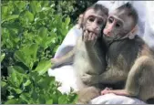  ?? PROVIDED TO CHINA DAILY ?? Zhong Zhong and Hua Hua, the world’s first monkeys cloned using somatic stem cells, relax in the sun at the Chinese Academy of Sciences’ Institute of Neuroscien­ces in Shanghai. The two identical macaques, both female, were created in November and...